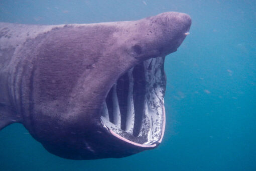 Massive shark terrifies passengers as it circles boat in the Atlantic Ocean