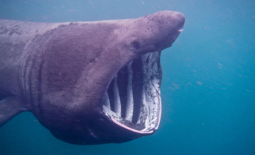 Massive shark terrifies passengers as it circles boat in the Atlantic Ocean