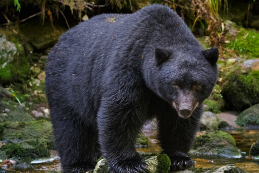 Colorado woman found dead near home from apparent bear attack, wildlife officials say