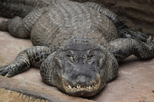 Florida wildlife officials investigate decapitated 10-foot alligator