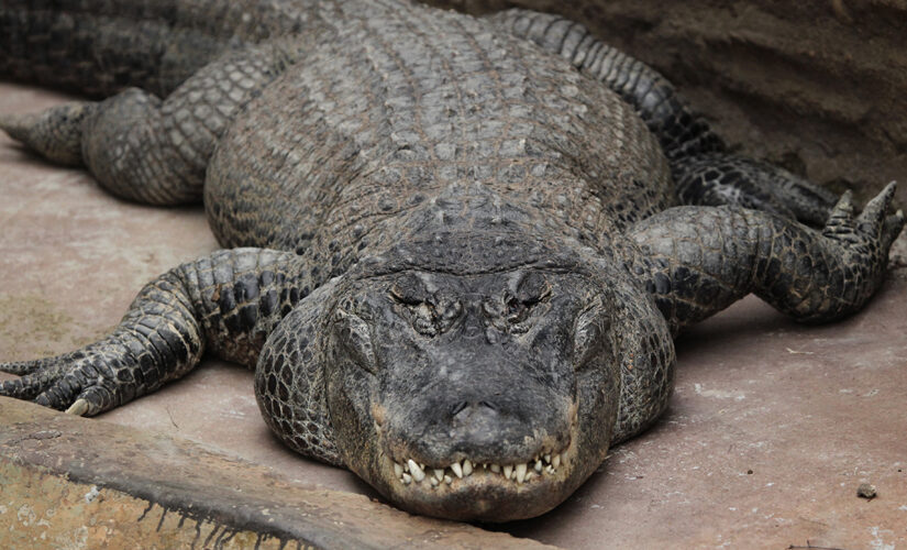 Florida wildlife officials investigate decapitated 10-foot alligator