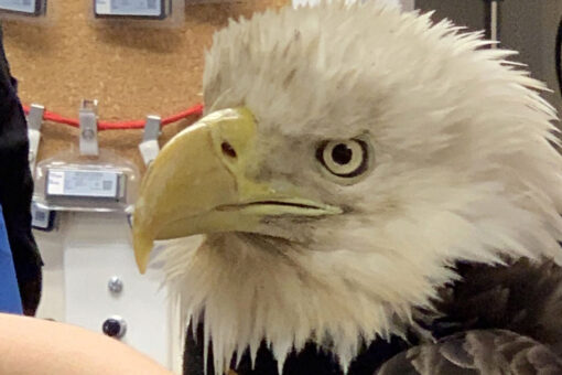 NY man saves bald eagle, helps nurse it to heath