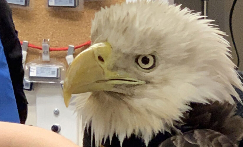 NY man saves bald eagle, helps nurse it to heath