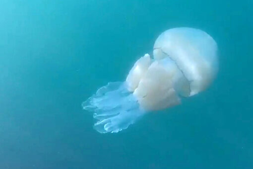 Thousands of cannonball jellyfish invade Georgia’s Tybee Island