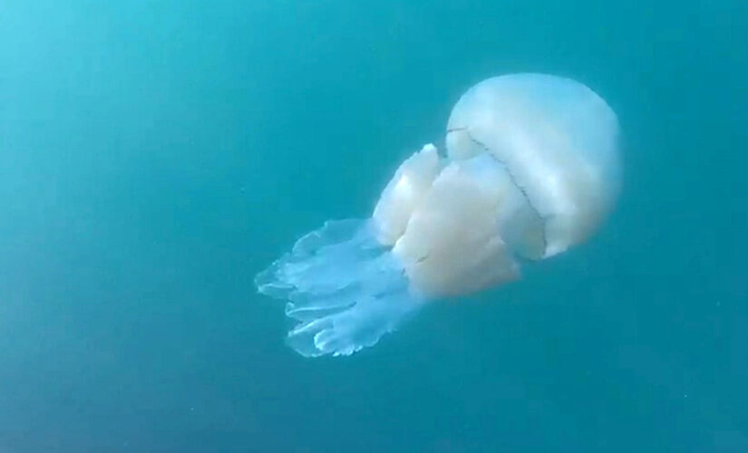 Thousands of cannonball jellyfish invade Georgia’s Tybee Island
