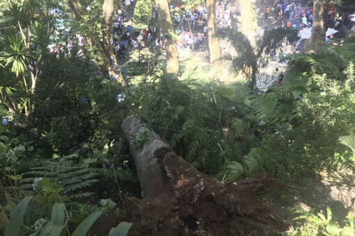 Florida first responders free woman, daughter from mobile home crushed by large tree: ‘Truly a miracle’