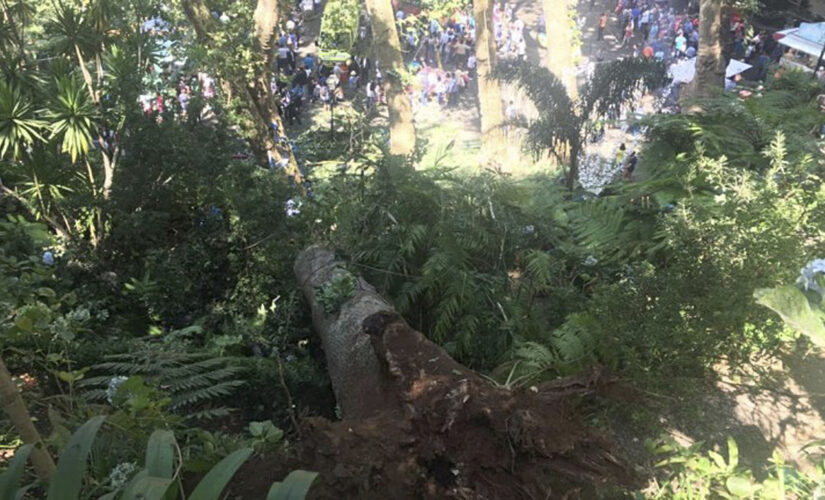 Florida first responders free woman, daughter from mobile home crushed by large tree: ‘Truly a miracle’