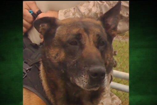 Fox Nation’s ‘Hero Dogs’ focuses on heroic K9s in Afghanistan involved in Bergdahl mission, Bin Laden raid