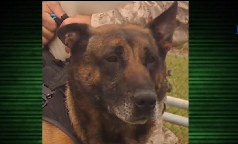 Fox Nation’s ‘Hero Dogs’ focuses on heroic K9s in Afghanistan involved in Bergdahl mission, Bin Laden raid