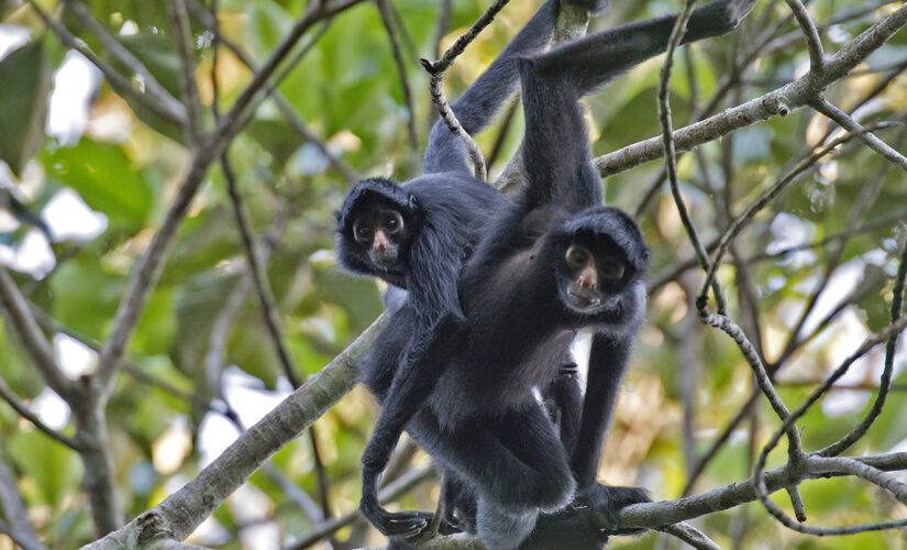 Woman who climbed into El Paso Zoo spider monkey exhibit fired: report