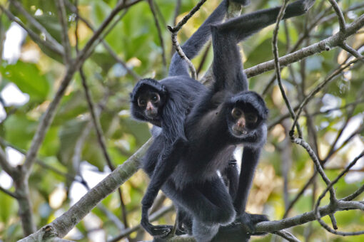 Woman who climbed into El Paso Zoo spider monkey exhibit fired: report