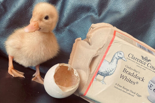 Duck hatches from free-range egg woman bought from grocery store