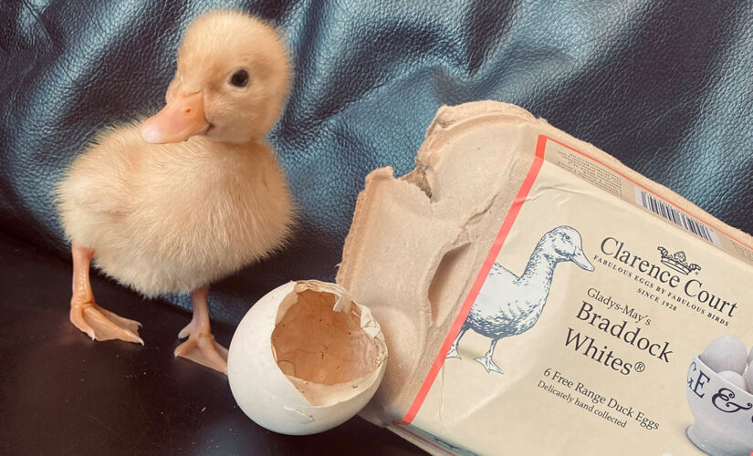 Duck hatches from free-range egg woman bought from grocery store