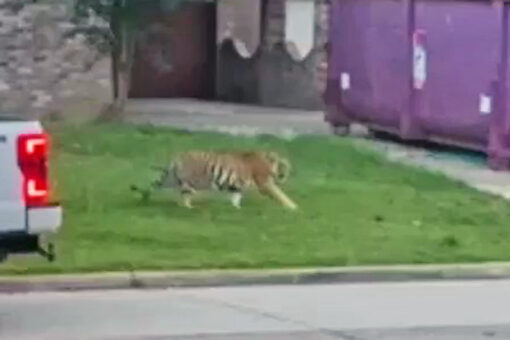 Houston tiger found safe after terrorizing neighborhood
