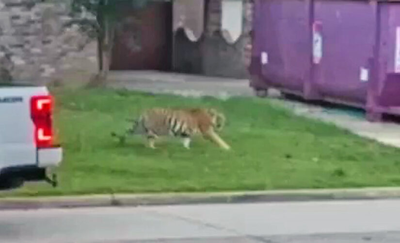 Houston tiger could still be in city, has likely been passed between homes: police