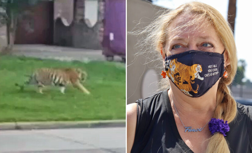 Carole Baskin offering $5,000 reward for info leading to missing tiger in Texas