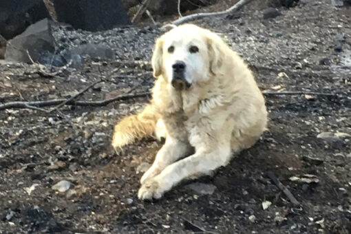 Pennsylvania city seeing suspicious wave of dog deaths: reports