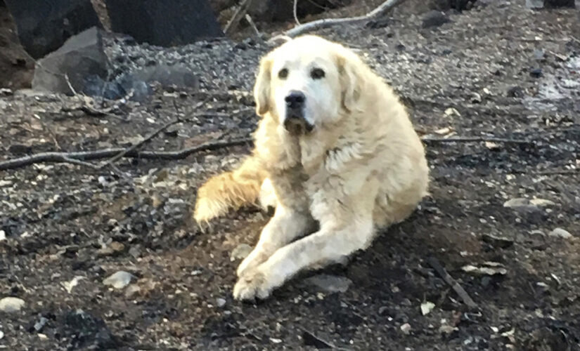 Pennsylvania city seeing suspicious wave of dog deaths: reports