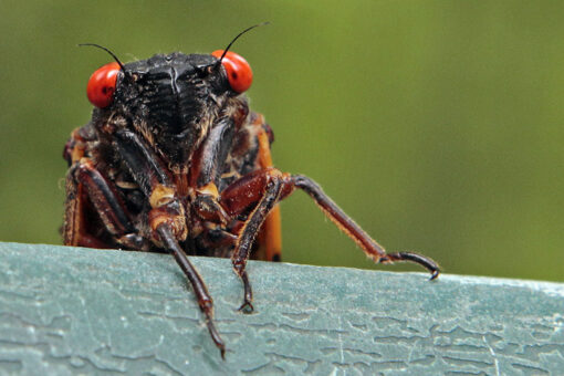 DC reporter’s live segment goes viral after cameo by cicada
