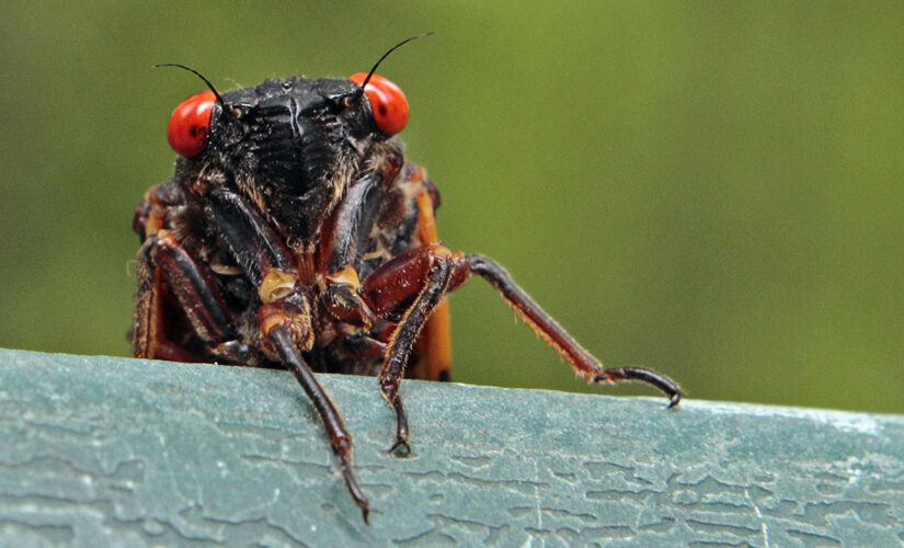 DC reporter’s live segment goes viral after cameo by cicada