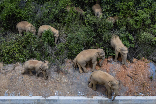 China tries to keep elephant herd out of city of 7 million