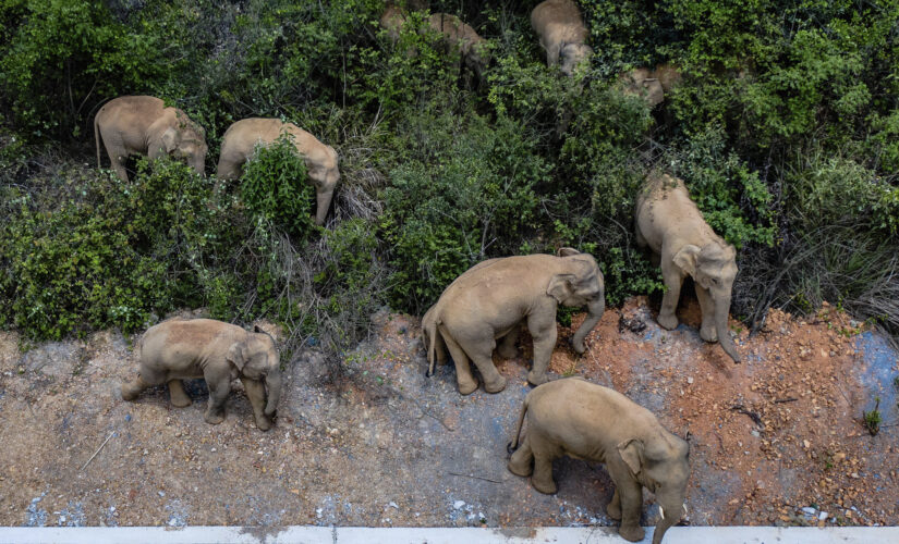 China tries to keep elephant herd out of city of 7 million