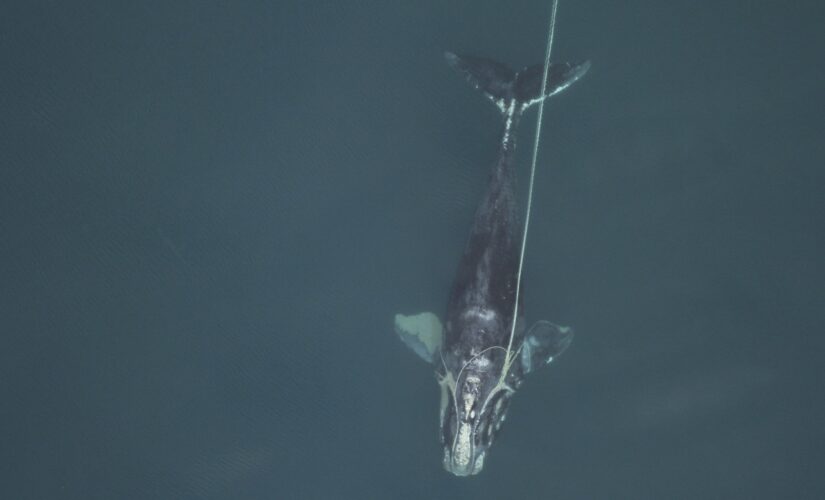 Shrinking giants: North Atlantic right whales getting tinier