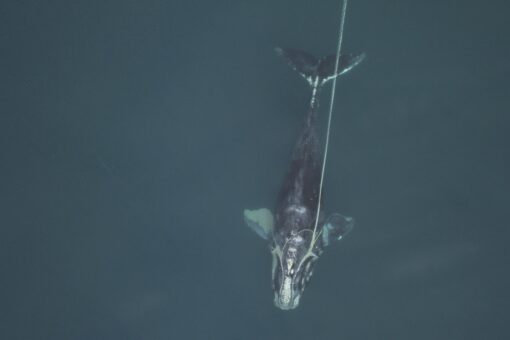 Shrinking giants: North Atlantic right whales getting tinier