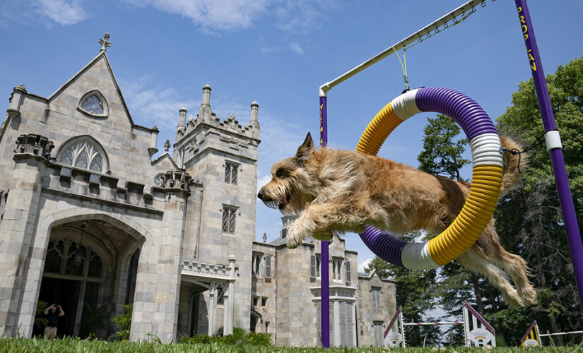 Westminster Dog Show 2021: How to watch and what to know about the competition