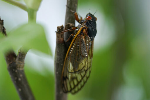 Brood X cicadas interfere with cars, planes, weather radar