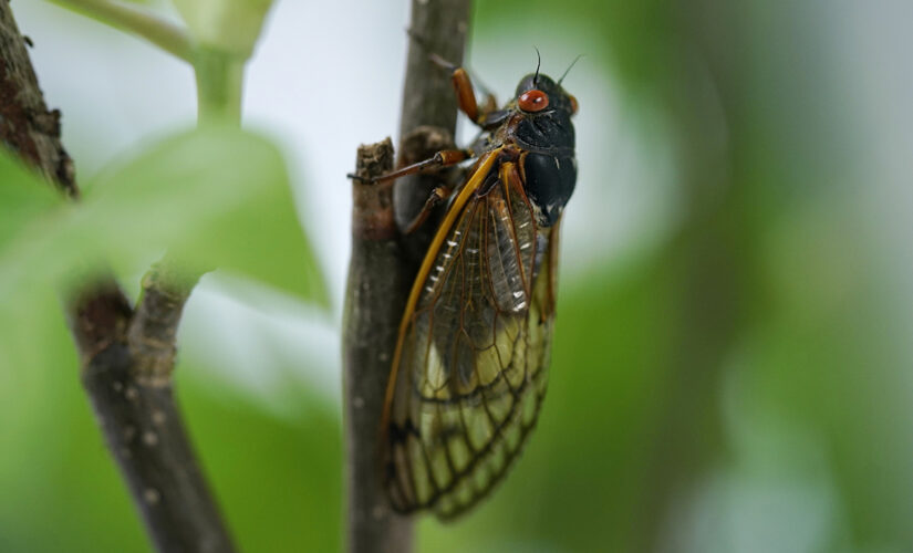 Brood X cicadas interfere with cars, planes, weather radar