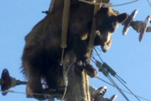 Bear gets stuck on Arizona utility pole, video shows