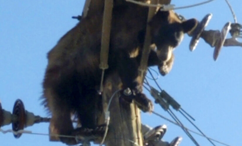 Bear gets stuck on Arizona utility pole, video shows
