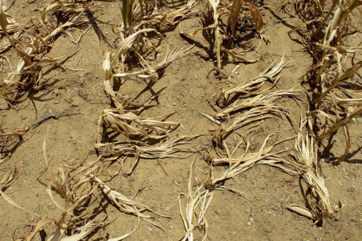 More than 90% of West threatened by historic drought that may stretch through summer