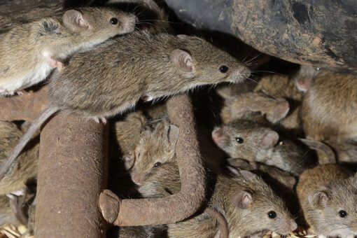 Australian prison to be evacuated due to plague of mice