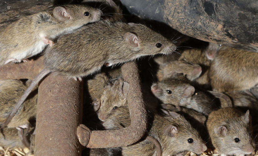 Australian prison to be evacuated due to plague of mice