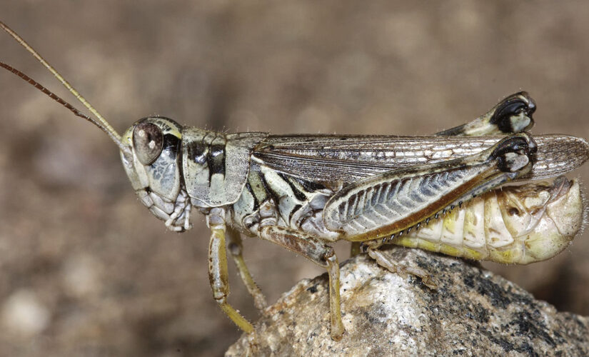 Historic drought in West brings plague of grasshoppers