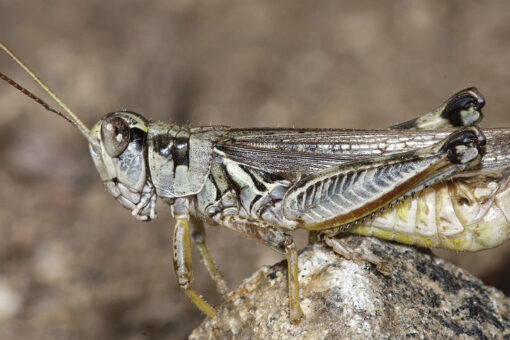 Historic drought in West brings plague of grasshoppers