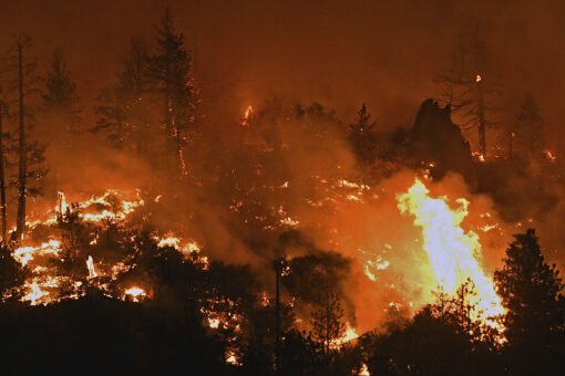 Police shoot, kill California man near marijuana farms evacuated by fire