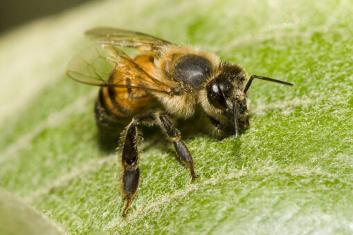 South African honeybee has cloned itself millions of times, study says