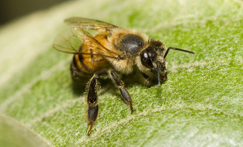 South African honeybee has cloned itself millions of times, study says