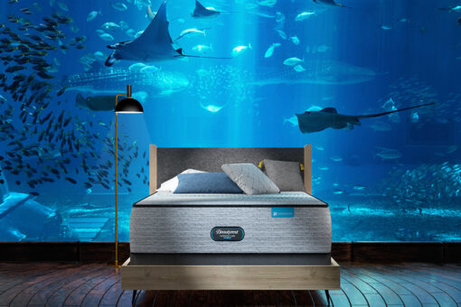 Long Island Aquarium offers overnight stay with shark dive, champagne dinner