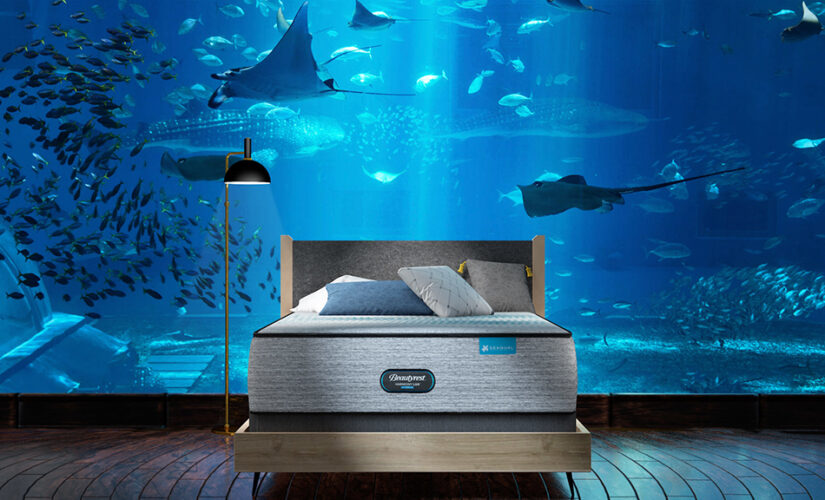 Long Island Aquarium offers overnight stay with shark dive, champagne dinner