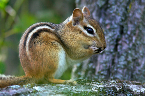 New Hampshire boy shooting chipmunks strikes uncle in ‘freak accident’: police