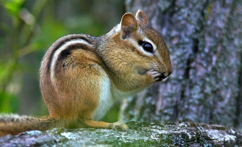 New Hampshire boy shooting chipmunks strikes uncle in ‘freak accident’: police