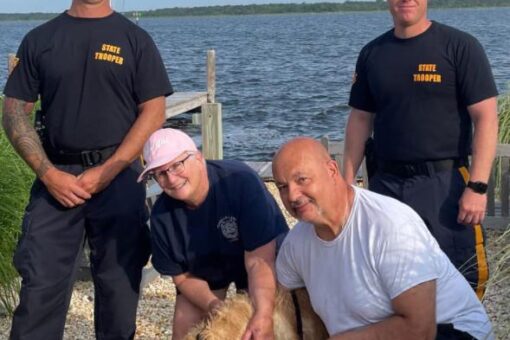 Golden retriever missing for 2 weeks found swimming in NJ bay; rescued by state police