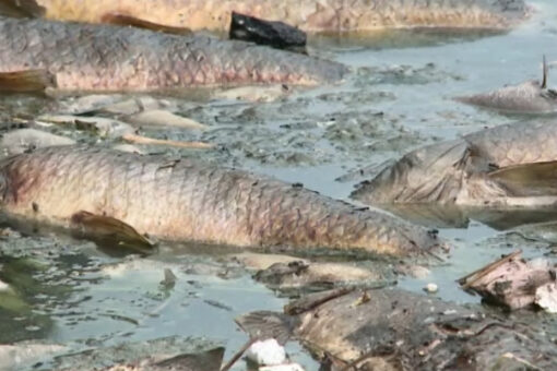 Missouri conservation officials say tens of thousands of fish turned up dead in creek