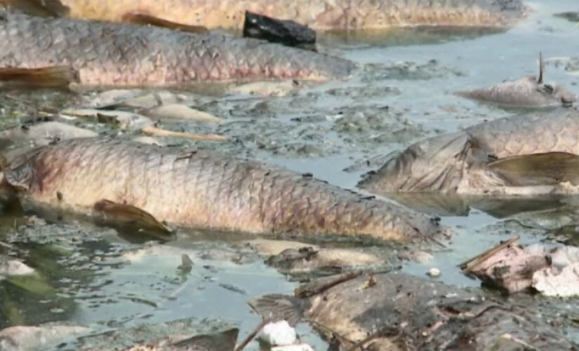 Missouri conservation officials say tens of thousands of fish turned up dead in creek