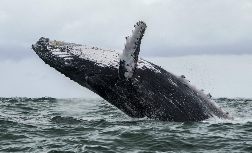 Massachusetts lobster diver survives being swallowed by whale: ‘I was completely inside’