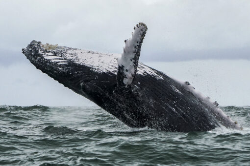 Massachusetts lobster diver survives being swallowed by whale: ‘I was completely inside’